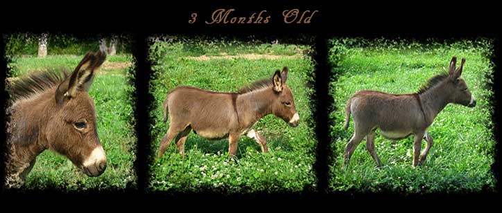 Critter Haven Farm Miniature Donkeys